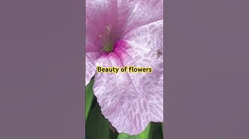 Thumbnail of Beautiful flowers of low care plants #song #viral #trending #plants #houseplants #toptrending