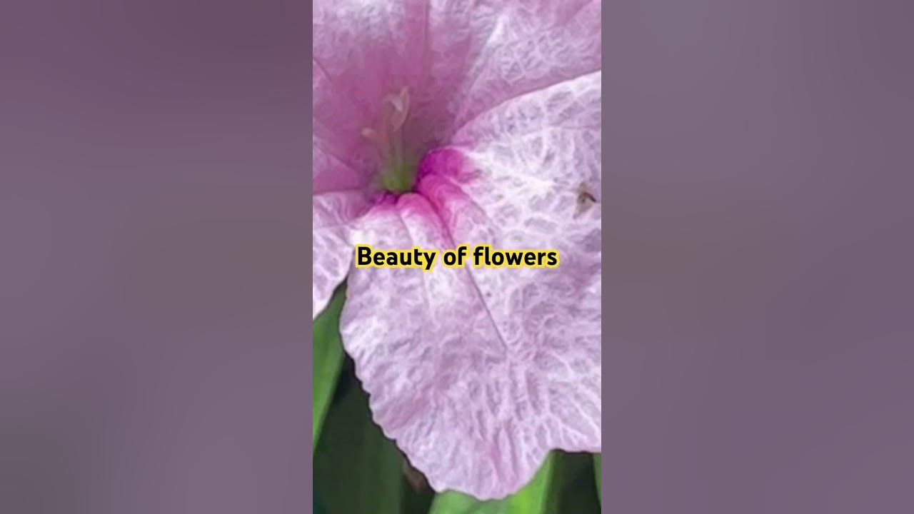 Beautiful flowers of low care plants #song #viral #trending #plants #houseplants #toptrending