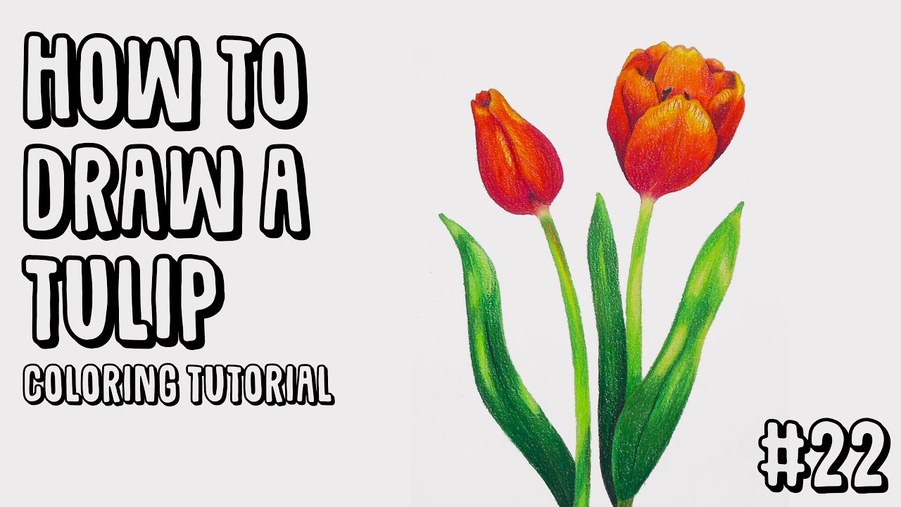 How to draw a tulip (coloring tutorial) - LV #22 - YouTube