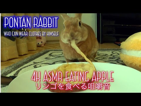 4K ASMR｜Rabbit Eating Apple Skin｜リンゴの皮を食べるうさぎの咀嚼音｜TASCAM DR-07Xにて録音した #071