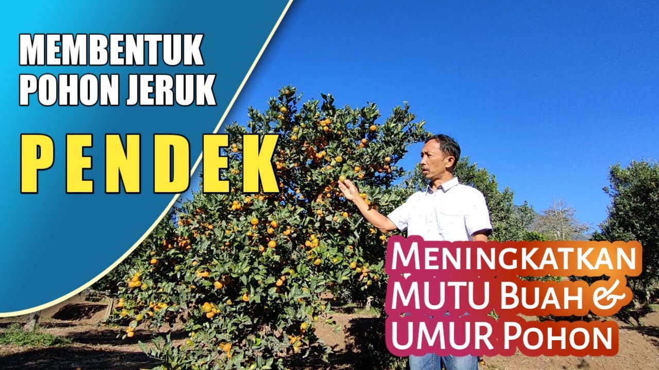 INGIN MUTU BUAH PRIMA DAN TANAMAN JERUK SEHAT ?