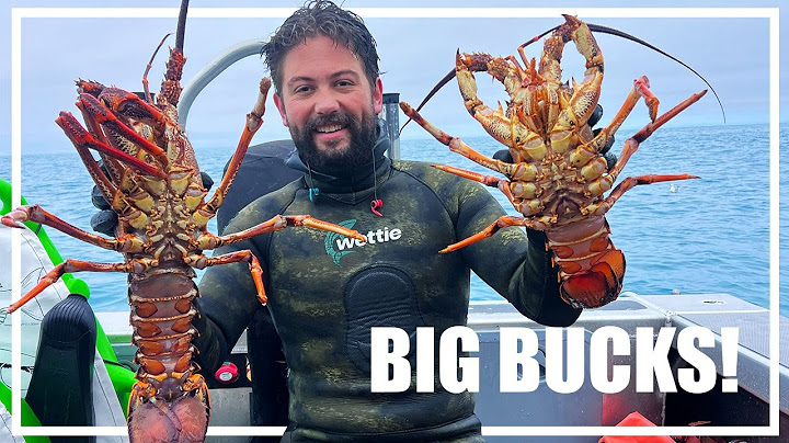 MASSIVE CHRISTMAS CRAYFISH! New Zealand Spearfishing and Diving