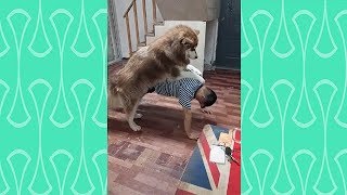 A reason why we can&#39;t exercise at home  |Funny dog videos