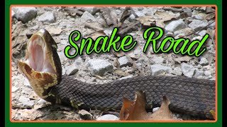 Snake Road Migration  | Shawnee National Forest