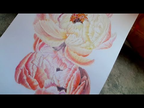 Video: Ntshav Thiab Lilac Peonies (23 Duab): Kev Piav Qhia Ntawm Peonies 