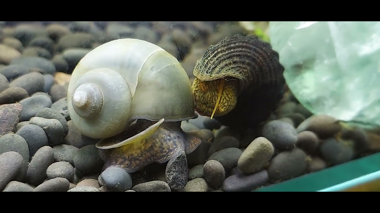 Heart Melting Snail Love - Paddy Radley (mystery snail) & Fernest ...