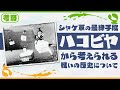 【考察】ハコビヤから考える vsクマサンの歴史とシャケ軍の戦略 - Splatoon2【SPLABO!】