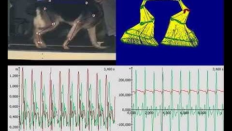 Dog Gait Analysis 2D with Simi Motion