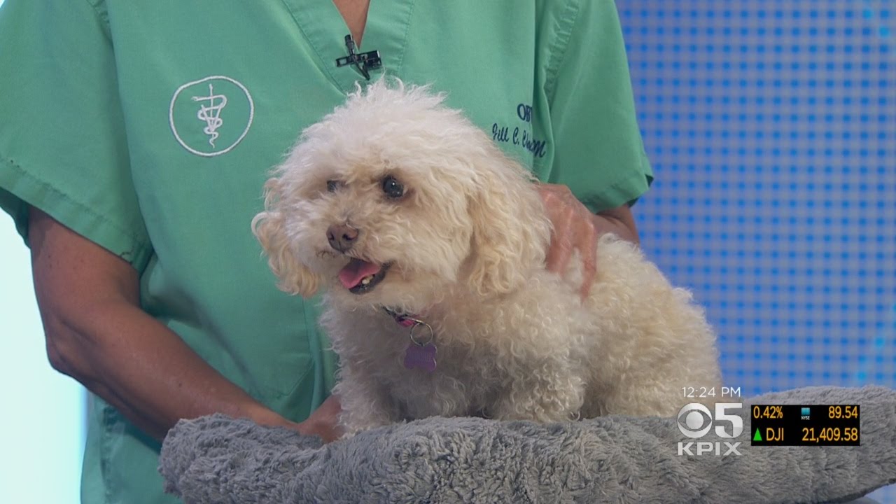 PET EXPERT: Viewer Asks Questions About Chipoo With Multiple