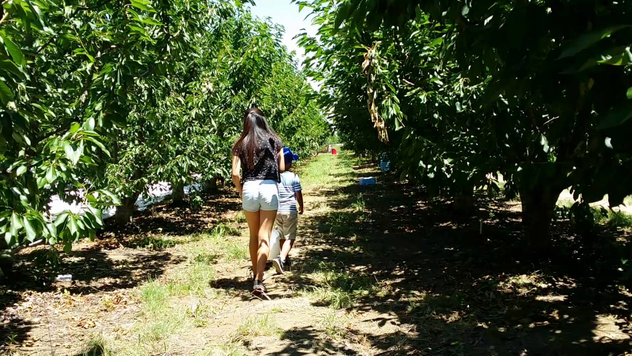 Cherry picking in Brentwood, CA 6/5/16 YouTube