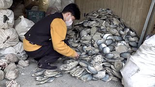 Process of Making Beautiful Decoration with Seashells. Korean Mother-of-pearl Factory