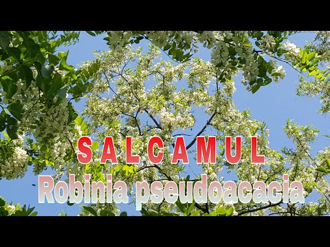 Video: Robinia Salcâm Fals