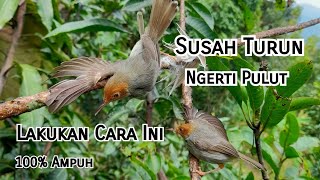 Trik Ampuh Pikat Burung Prenjak Atas Biar Cepat Turun