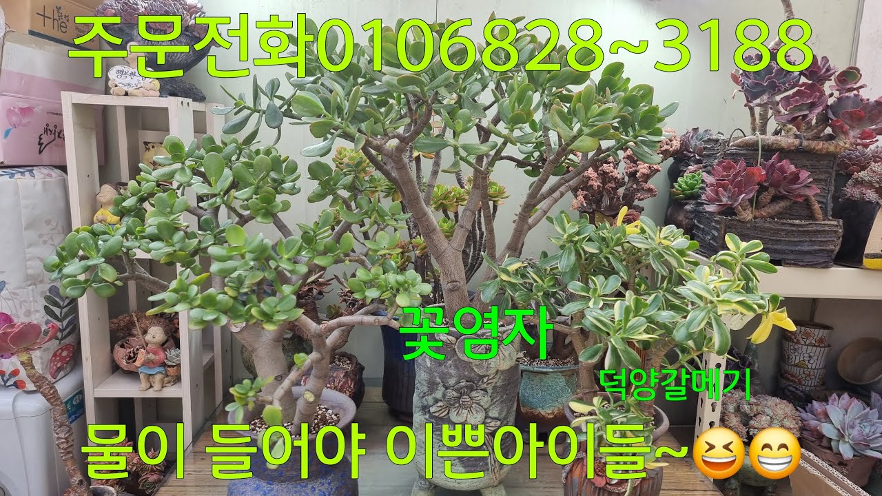 (26.3.10.화)염자를 종류별로 다 심고 싶은데 없어요~😆😁