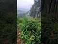 खूबसूरत पहाड़ #view #youtubeshorts #reels #nature #pahadi #vadiya #viralvideo
