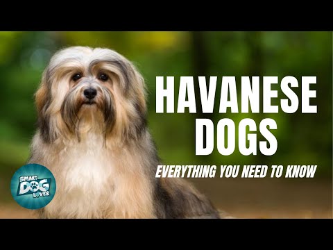 วีดีโอ: Havanese Dogs Make Great Family สัตว์เลี้ยง