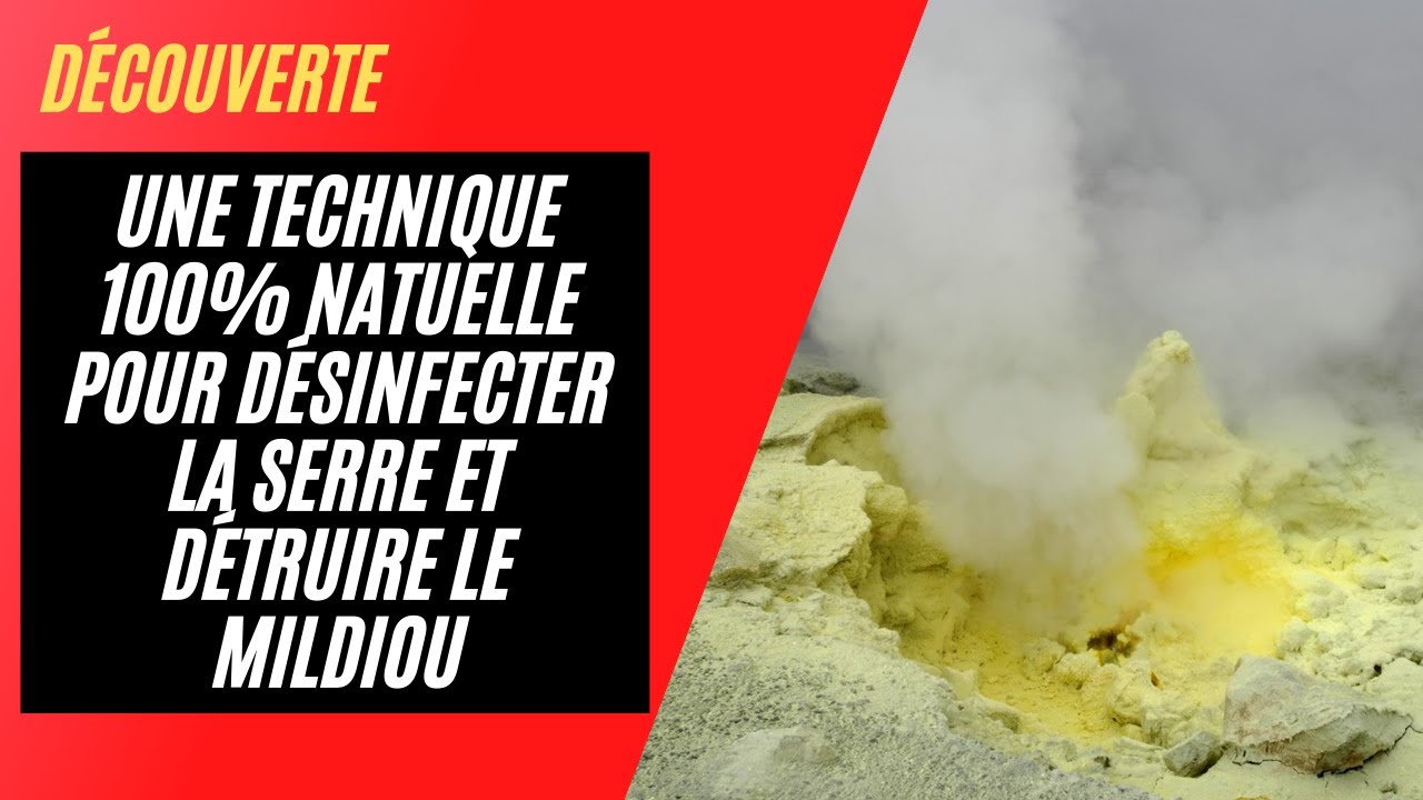 Technique 100% Naturel pour désinfecter la serre du Mildiou