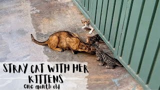 Stray cat with her new born kittens | Stray cat with her kittens | Stray cats in Pakistan by Only Oreo cat 58 views 1 year ago 3 minutes, 35 seconds