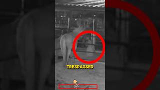 A Ghost Visited Her Horse...