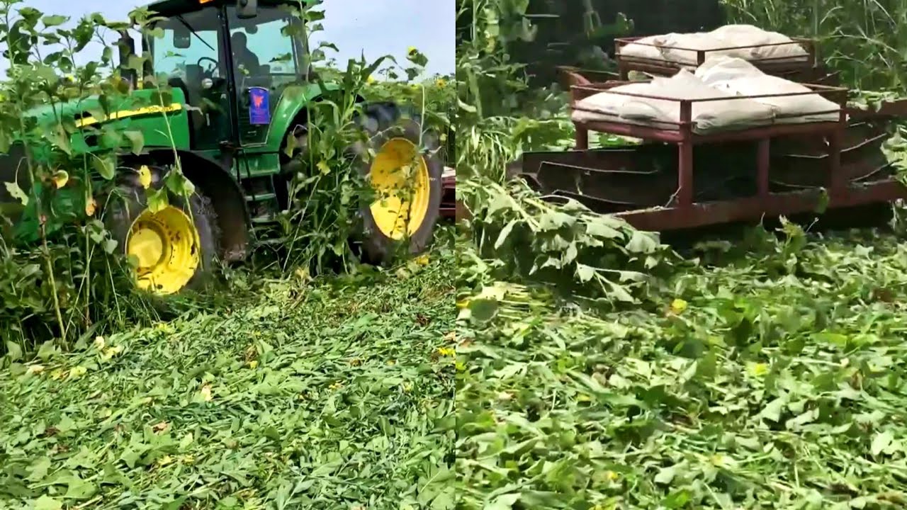 Roller Crimping Cover Crop YouTube