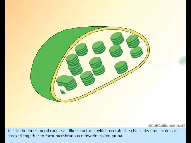 Chloroplast Structure And Function Masteringbiology Chloroplast