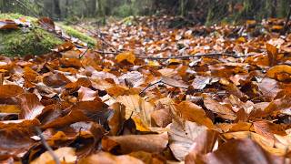 Relaxing Autumn Trail Ambience (10H, 4K) β Distant Stream & Falling Leaves
