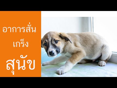 วีดีโอ: อาการลูกสุนัขสั่น