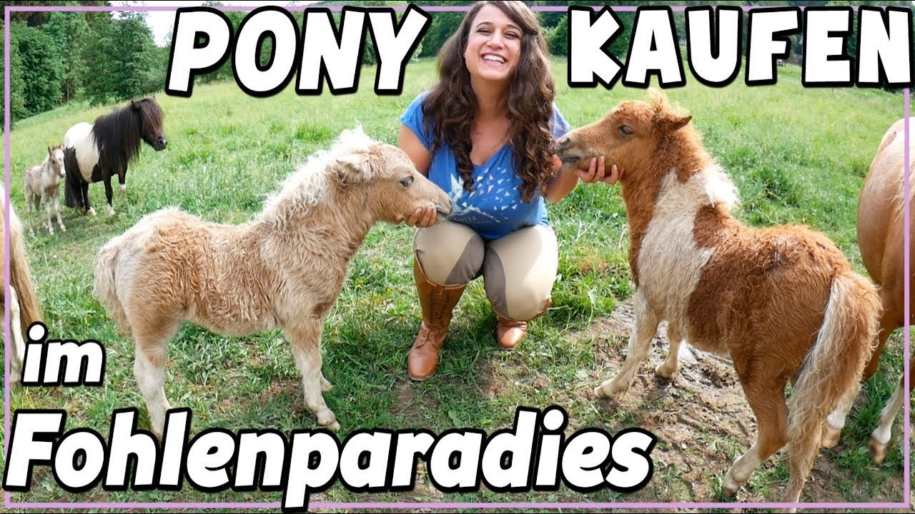 Pony Kaufen Im Fohlen Paradies Soviele Mini Ponys Youtube