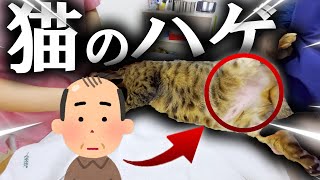 獣医師が解説！猫ちゃんの毛がハゲる現象と回復方法について