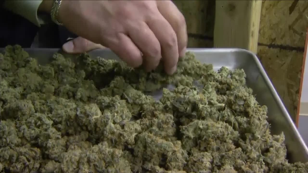 Montana voters to decide on legalizing recreational marijuana