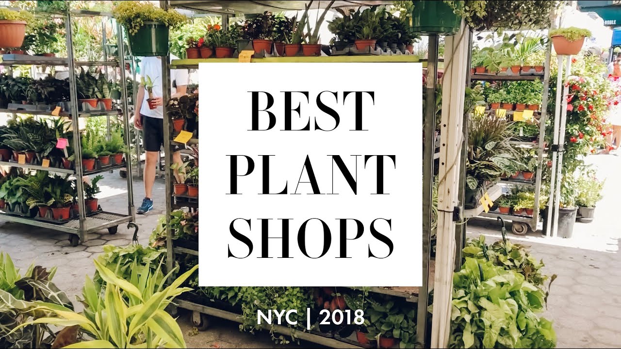 Best Plant Shops In Nyc Petal Plants The Sill Urban Garden