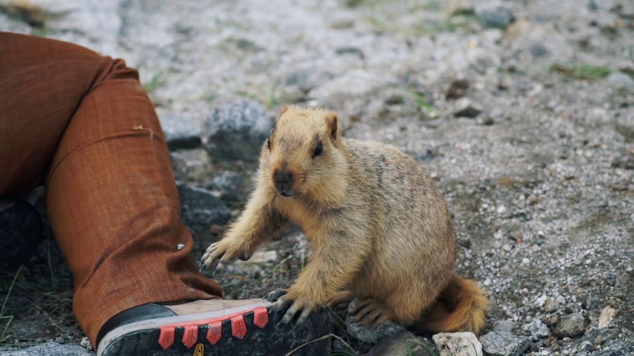 Marmot Интернет Магазин День Сурка Marmot Интернет Магазин День Сурка