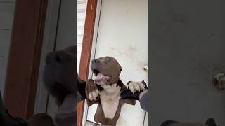 No call for this sweet baby, he was just out barking at me while I was parked on the street.🤫