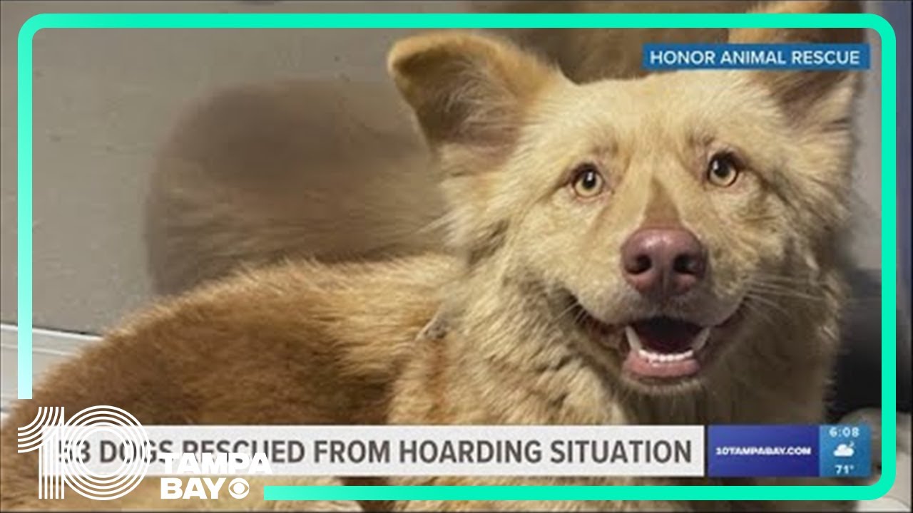 Tampa area groups rescue 53 dogs from hoarding situation in Miami - YouTube