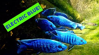 One Fish, Two Fish, Blue Fish! Electric Blue Ahli!