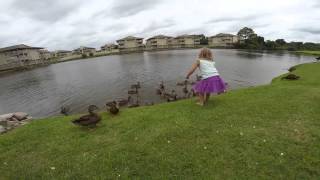 Attack of the ducks & turtles