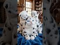 Meet the World's Most Unique Cat Family! 😻💙 #Shorts
