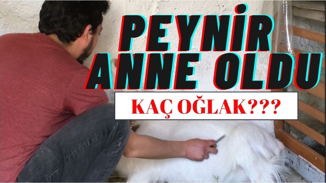 KEÇİ DOĞUMU!ÖNCESİ-SONRASI-OĞLAK BAKIMI