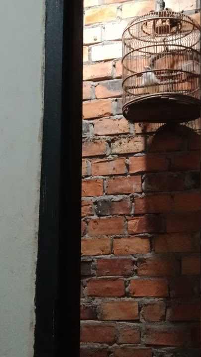 trucukan albino gacor. 8 ribu no hp/wa :083830306251