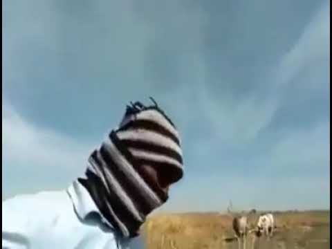 بلا وانجلا ادا جميل