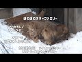 旭山動物園　ほのぼのオリトファミリー　オリトのお気に入りの場所　オリトとイオちゃんファミリー