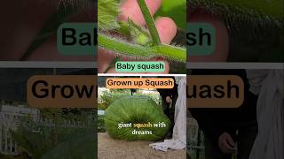 👶🏻 Giant squash birth control #giantpumpkin #squash #gardening #plants #vegetables