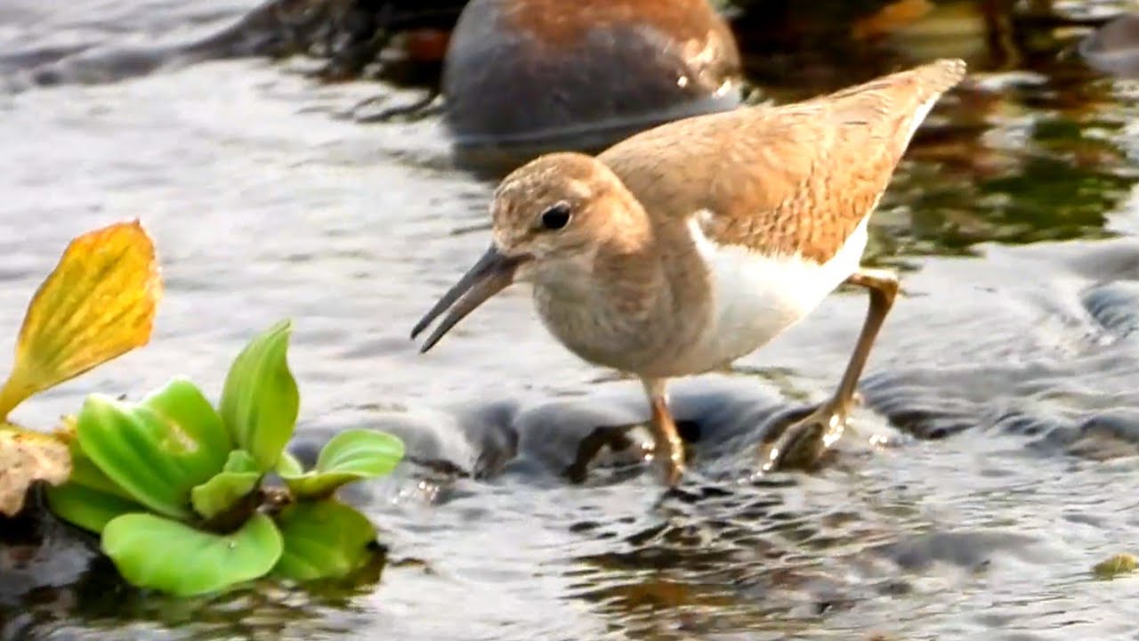 4k animal wildlife | live nature animals | animal film relaxing with nature sounds