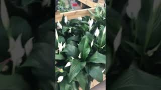 #homedepot #virginia #usa #bamboo
