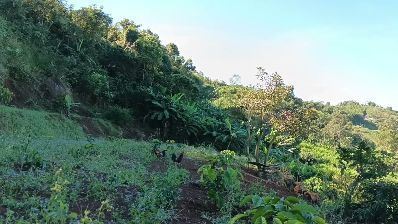 Con gà mạng lớn.cũng phải thua nó.