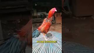 koyngon #hobiayam #ayam #ayamberkualitas #ayambangkok #ayamlayer #ayamkampung #peternaksejahtera