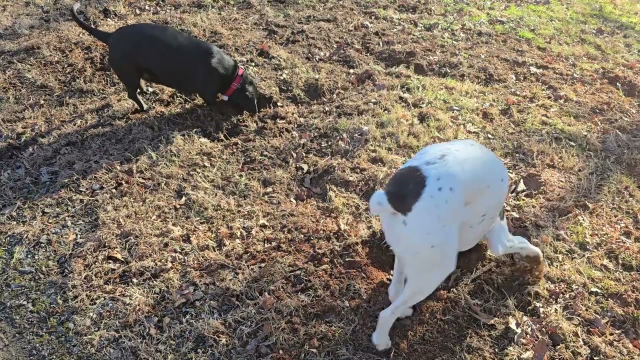 Winston loves digging.