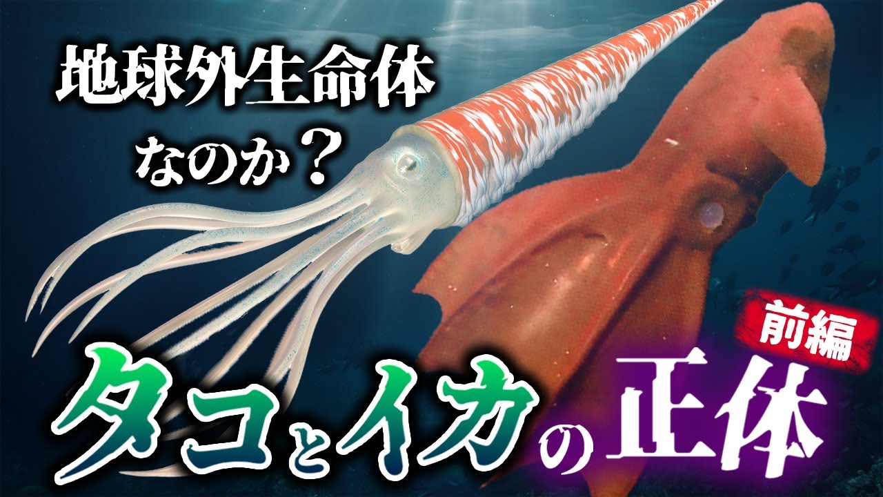【ゆっくり解説】地球外知的生命体なのか?古代から存在するタコとイカとは何者か?(前編) - YouTube