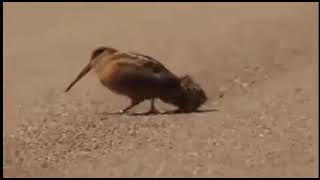Hit it hit it get it...