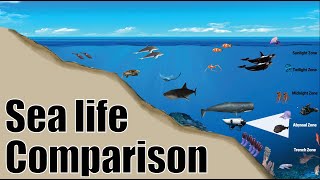 Sea Life Comparison - A Trip to the Bottom of the Ocean